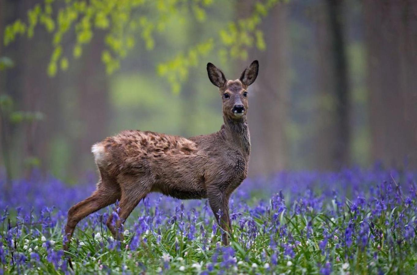 Hallerbos B&B In Bluebell Forest Halle  Buitenkant foto