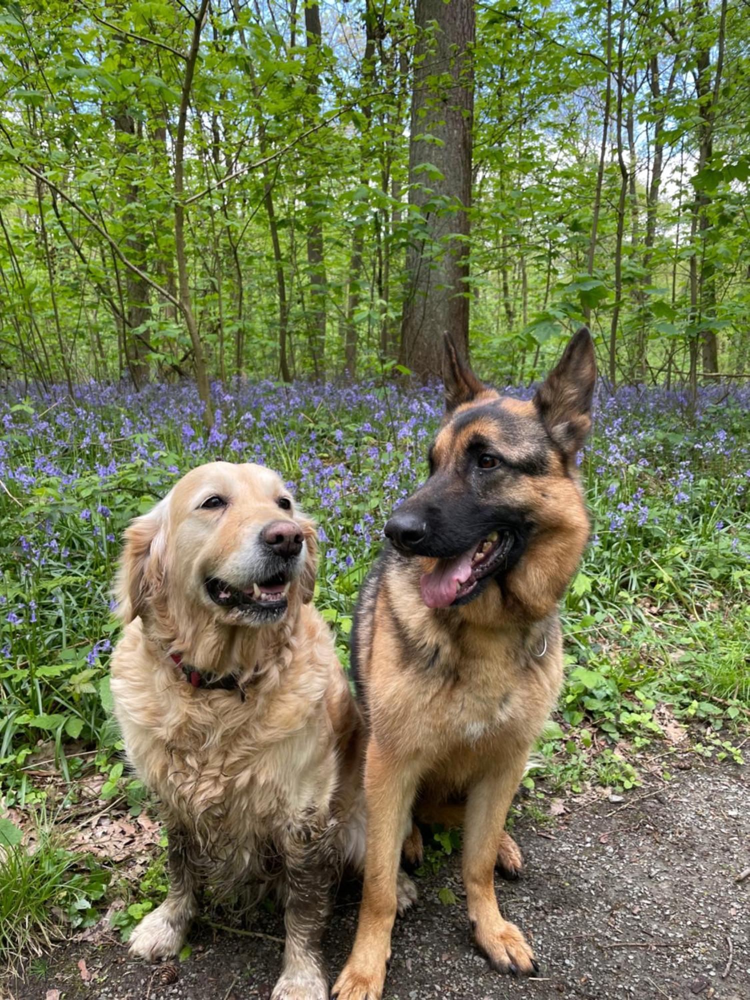 Hallerbos B&B In Bluebell Forest Halle  Buitenkant foto