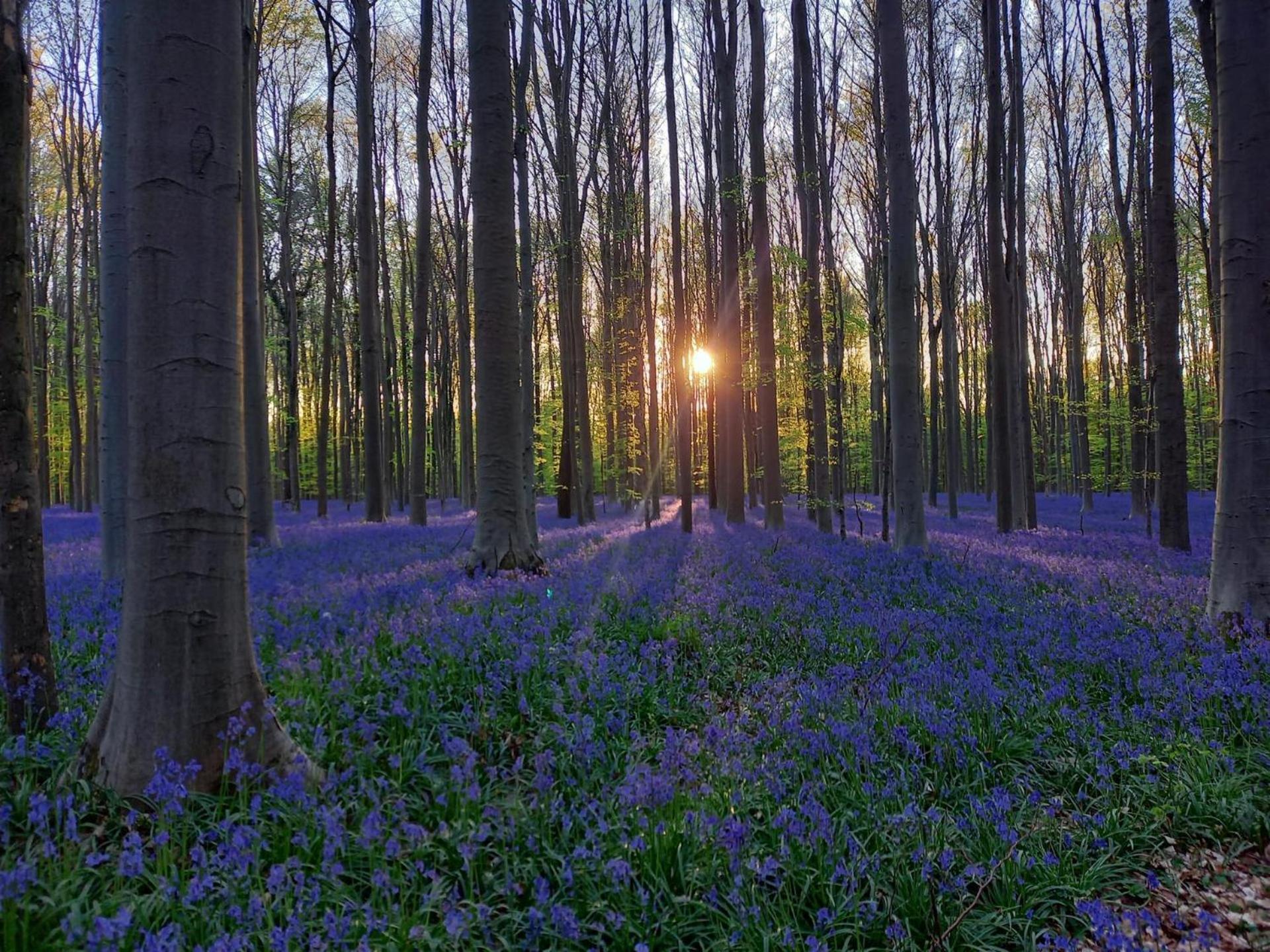 Hallerbos B&B In Bluebell Forest Halle  Buitenkant foto