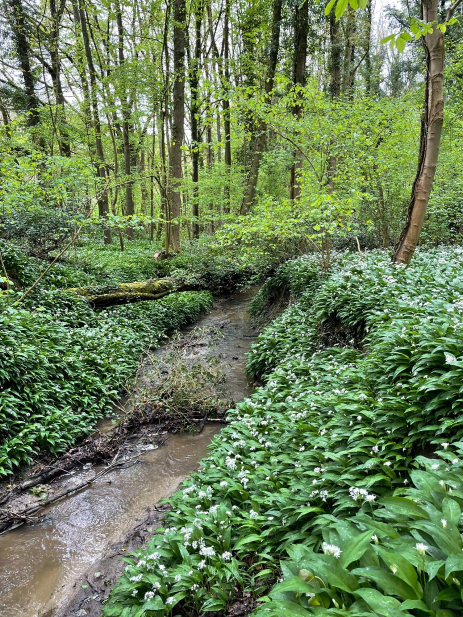 Hallerbos B&B In Bluebell Forest Halle  Buitenkant foto